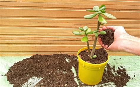 How To Repot Jade Plant The Garden Bug Detroit