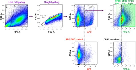 Gating strategy for sorting of CFSE low , CFSE mid , and CFSE high ...
