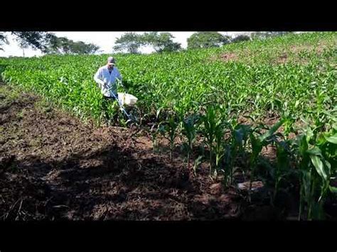 Fazendo cobertura uréia no milho carrinho 30 dias de plantado