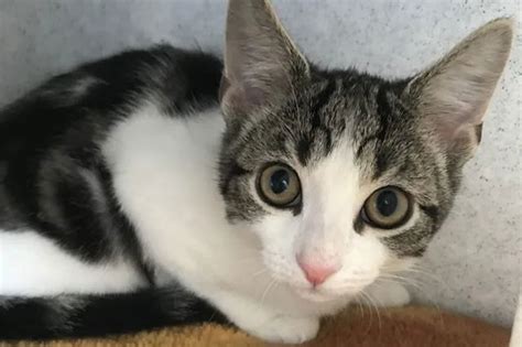 Playful Cat With No Sex Organs Is Up For Adoption