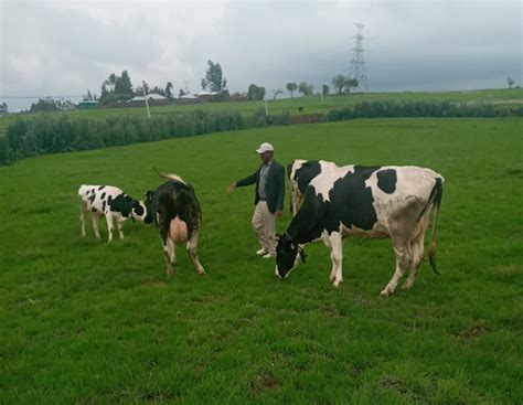 The shift from less milk-producing cow breeds to improved breeds in ...