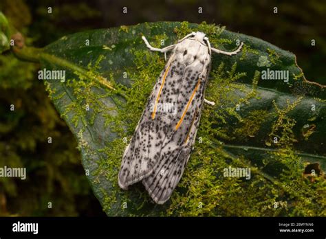 Beautiful Moth In Borneo Island Stock Photo Alamy