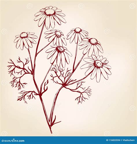 Chamomile Herb Medicinal Daisy Hand Drawn Vector Illustration