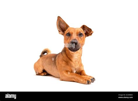 Jack russell terrier chihuahua Cut Out Stock Images & Pictures - Alamy