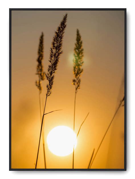 Plakat r B1 70x100 cm Pole Pszenica Słońce Printonia Sklep EMPIK