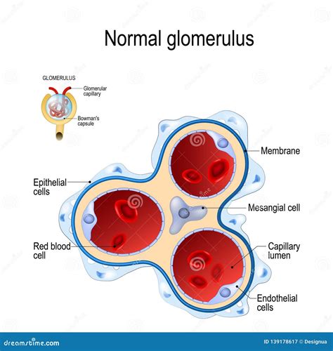 Glomerulus. part of kidney stock vector. Illustration of corpuscle - 139178617