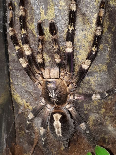 Poecilotheria Subfusca Highland