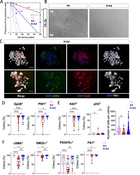 In Vivo Hypoxia Priming Confersrestores The Cfu Ability In Adult