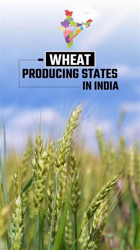 Top Wheat Producing States In India