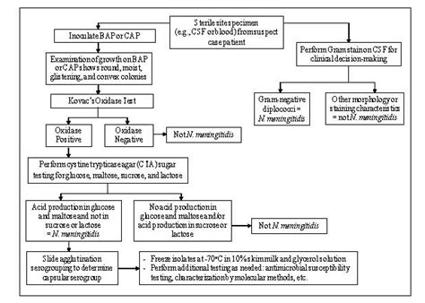 Meningitis Lab Manual Id And Characterization Of Neisseria Cdc