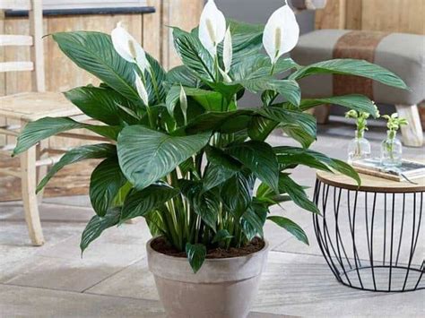 Plantas De Interior Ideales Para Espacios Con Poca Luz Eco Jard N