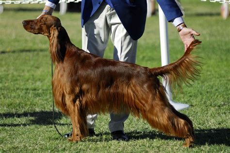 Irish Setter Red Setter Dog Breed Characteristics And Care