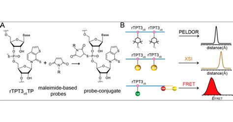 Phosphorothioate Based Site Specific Labeling Of Large Rnas For