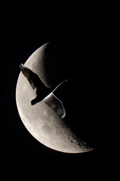 70 Swans Fly Moon Sky Birds Stock Photos Pictures And Royalty Free