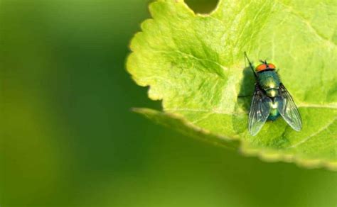 Banishing The Unwanted House Guests: 6 Simple Steps To Get Rid Of Cluster Flies For Good