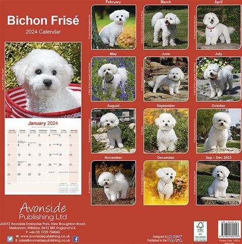 Bichon Frise Kalender Bol