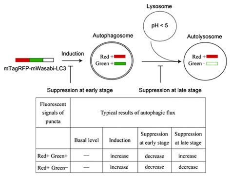 Full Article Monitoring Autophagic Flux By An Improved Tandem