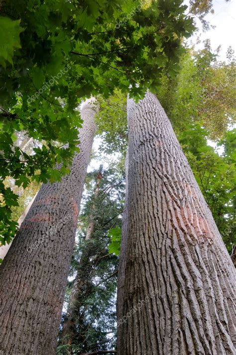 Troncos De Madera De Algod N Negro Populus Trichocarpa Sidney Spit