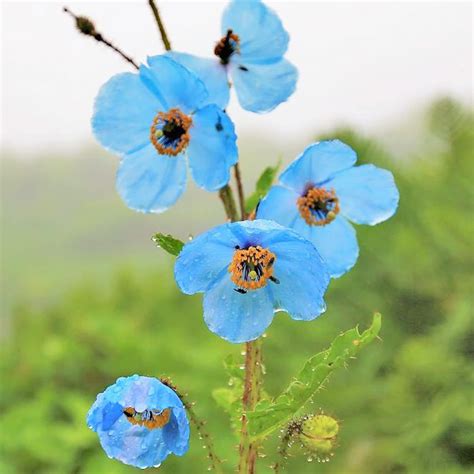 Qauzuy Garden Semillas De Amapola Azul Del Himalaya Meconopsis