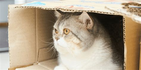 The Fascination Explained Why Cats Love Cardboard Boxes