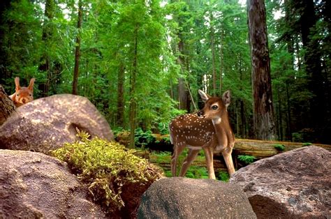 images tree nature forest wilderness trail animal wildlife wild deer zoo jungle