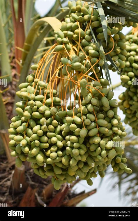 Dates Hanging With Tree Bunch Of Raw Dates In A Fruit Farm Stock Photo