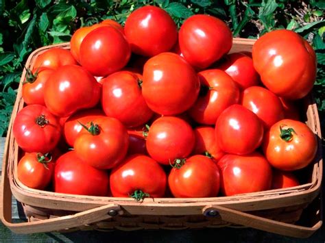 Tomates M S De Plantas Y Flores Del Mundo