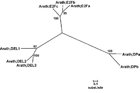 Unrooted Neighbor-Joining Tree of the E2F, DP, and DEL Families with ... 