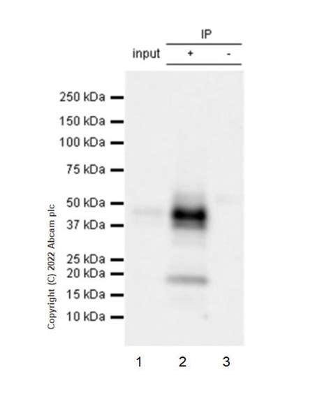 Recombinant Anti Fas Antibody Epr Bsa And Azide Free Ab