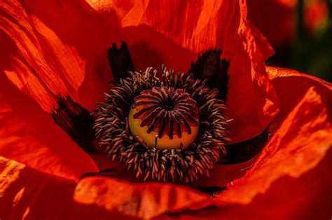 Bl Te Mohn Rot Kapsel Kostenloses Foto Auf Pixabay