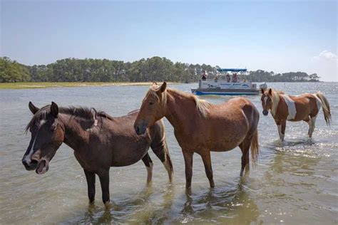 Desde la isla de Chincoteague Excursión en barco por la isla de