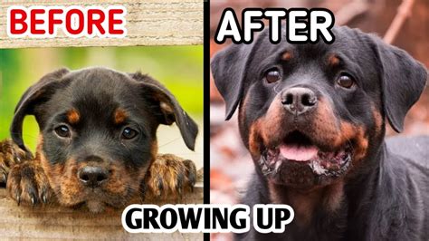 30 Dogs Before And After Puppy To Adult Growing Up Dogs Before And