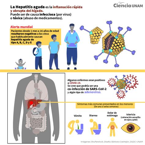 Causas De La Hepatitis A