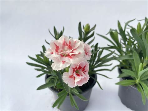 Go Dzik Ogrodowy Wieloletni Dianthus Caryophyllus Red Star Bia O