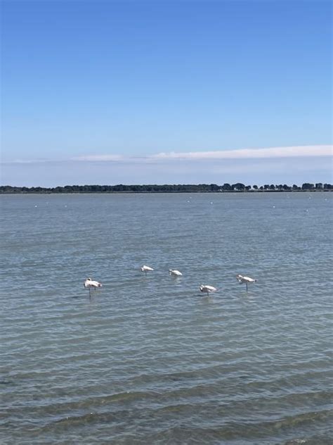 Montpellier Begeleide Trip Van Een Halve Dag Naar Een Camargue Manade