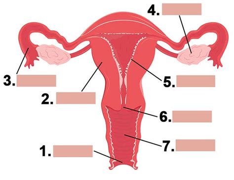 Juegos De Ciencias Juego De Aparato Genital Interno De La Mujer