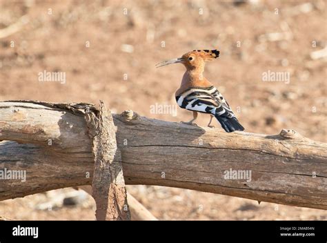 African Hoopoe Upupa Africana Calling Stock Photo Alamy