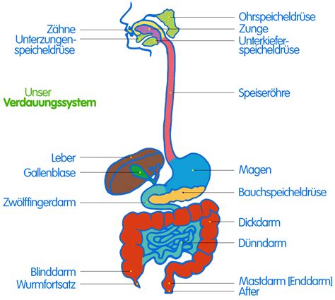 Eqiooki De Biologie Verdauung