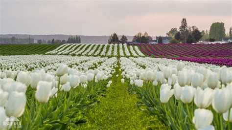 Tulip Fields At Skagit Valley Largest Floral Festival In Wa