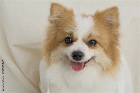 Pomeranian White And Brown Store UK | www.pinnaxis.com