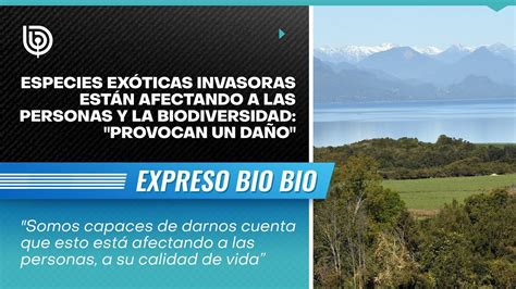 Especies Exóticas Invasoras Están Afectando A Las Personas Y La Biodiversidad Provocan Un Daño