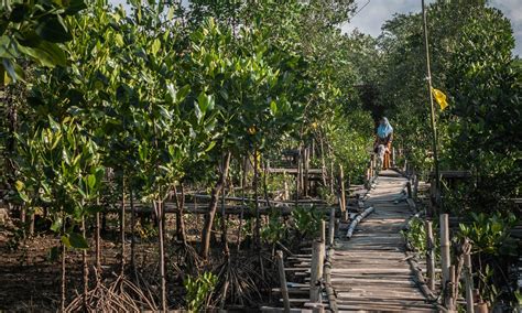 Realisasi Rehabilitasi Mangrove Tahun 2021 Capai 89