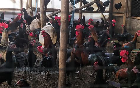 Peternak Ayam Kampung Di Bogor Menjual Telur Ayam Kampung Ayam