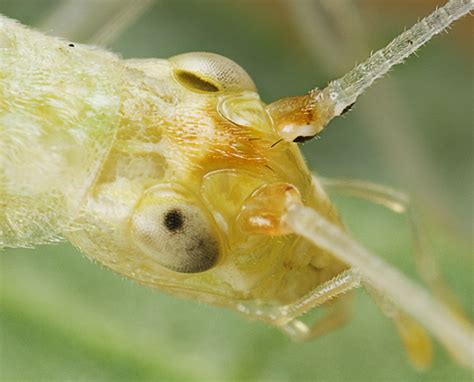 Snowy Tree Cricket Oecanthus Fultoni Bugguide