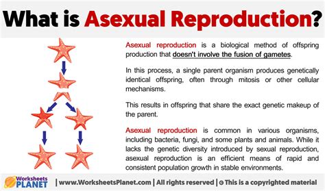 What Is Asexual Reproduction