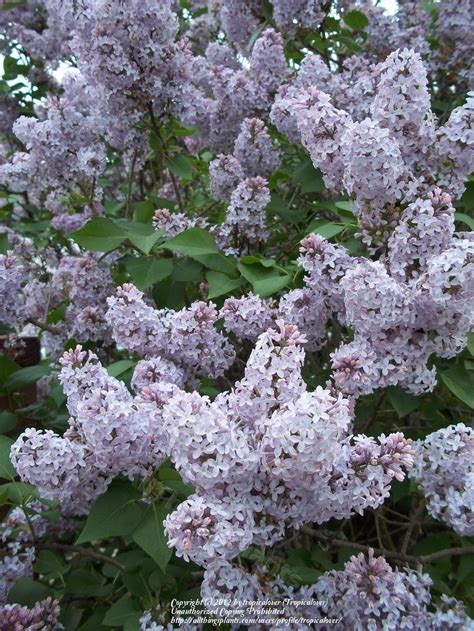 photo   bloom  common lilac syringa vulgaris posted
