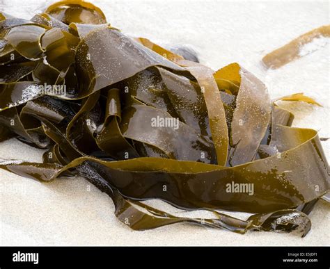 Algas marinas lavadas en la playa fotografías e imágenes de alta