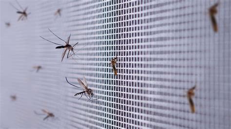 Effective Mosquito Control Services And Pest Management