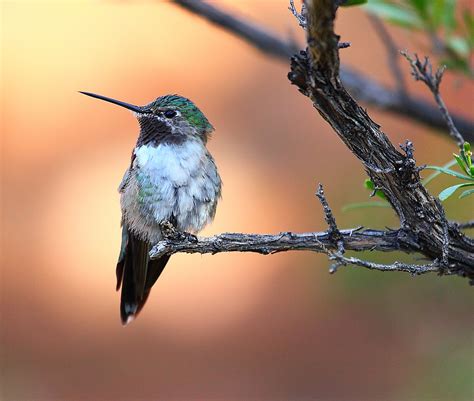 Birds Broad Tailed Hummingbird