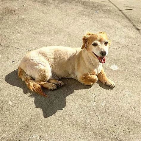 Golden Retriever Dachshund Mix: Hybrid With A Heart Of Gold
